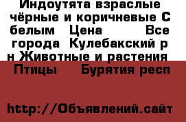 Индоутята взраслые чёрные и коричневые С белым › Цена ­ 450 - Все города, Кулебакский р-н Животные и растения » Птицы   . Бурятия респ.